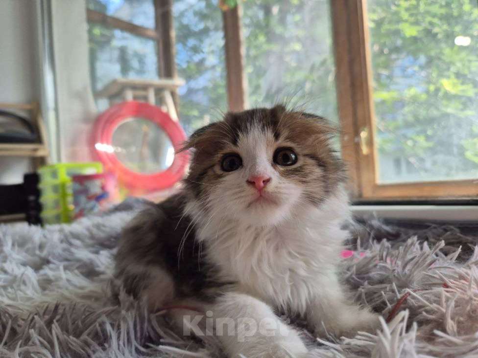 Кошки в Саратове: Котёнок  Мальчик, Бесплатно - фото 8