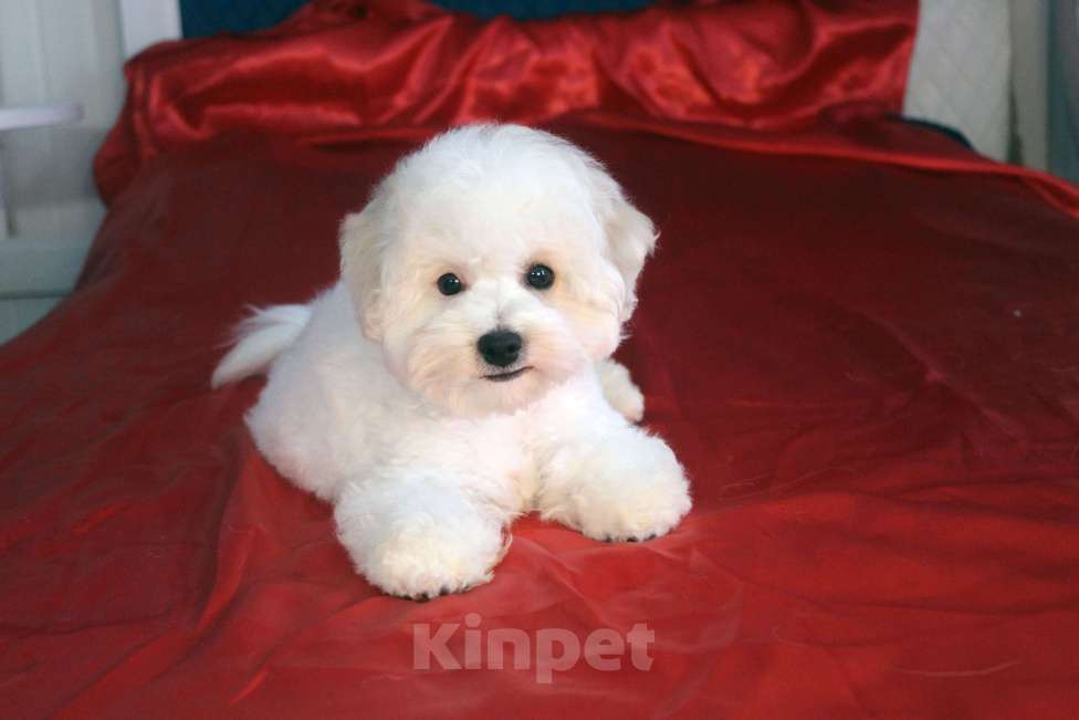 Собаки в Нижнем Новгороде: Щенок. Документы РКФ Мальчик, 70 000 руб. - фото 4