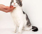Кошки в Москве: Шикарный сладкий котик Баунти в добрые руки Мальчик, Бесплатно - фото 4