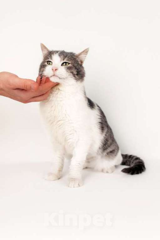 Кошки в Москве: Шикарный сладкий котик Баунти в добрые руки Мальчик, Бесплатно - фото 4