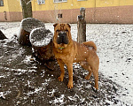 Собаки в Курске: Вязка Мальчик, 5 руб. - фото 4