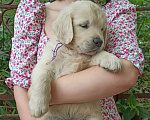 Собаки в Краснодаре: Золотистый ретривер щенок  Мальчик, 50 000 руб. - фото 6