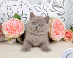 Кошки в Санкт-Петербурге: Британский лиловый котик (ген.тиккирован) Мальчик, 37 000 руб. - фото 5