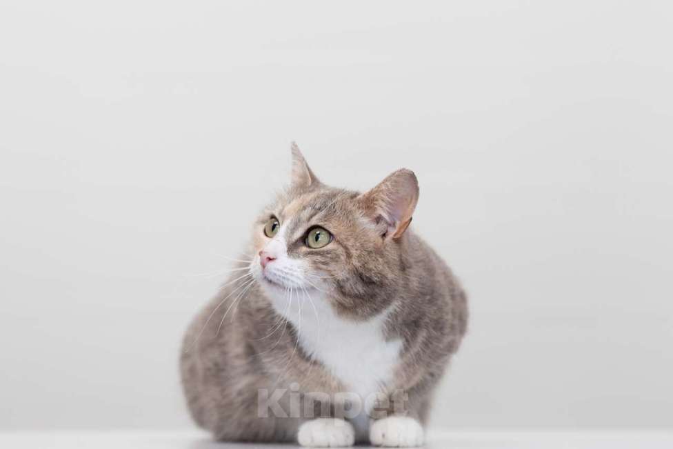 Кошки в Москве: кошка Кайа в добрые руки Девочка, Бесплатно - фото 2