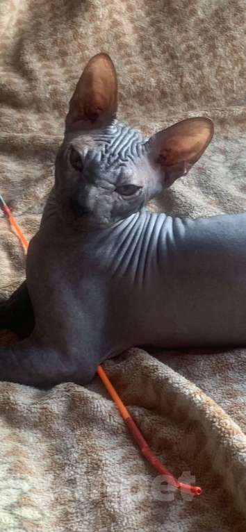 Кошки в Москве: Предлагаю котика Донского сфинкса  Мальчик, 45 000 руб. - фото 3