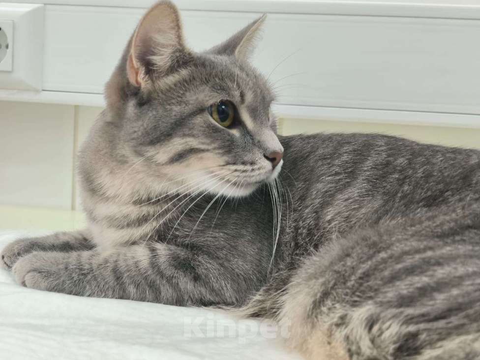 Кошки в Москве: Серо-дымчатая косенькая кошка Кося в дар Девочка, 1 руб. - фото 3