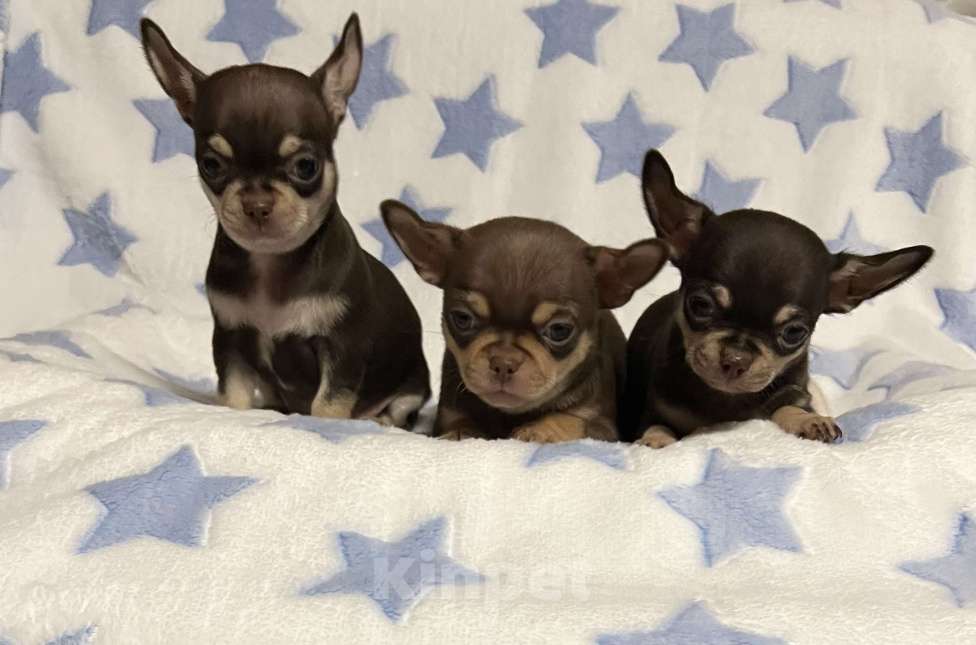 Собаки в Москве: Шоколадные чихуахуа Мальчик, 65 000 руб. - фото 8