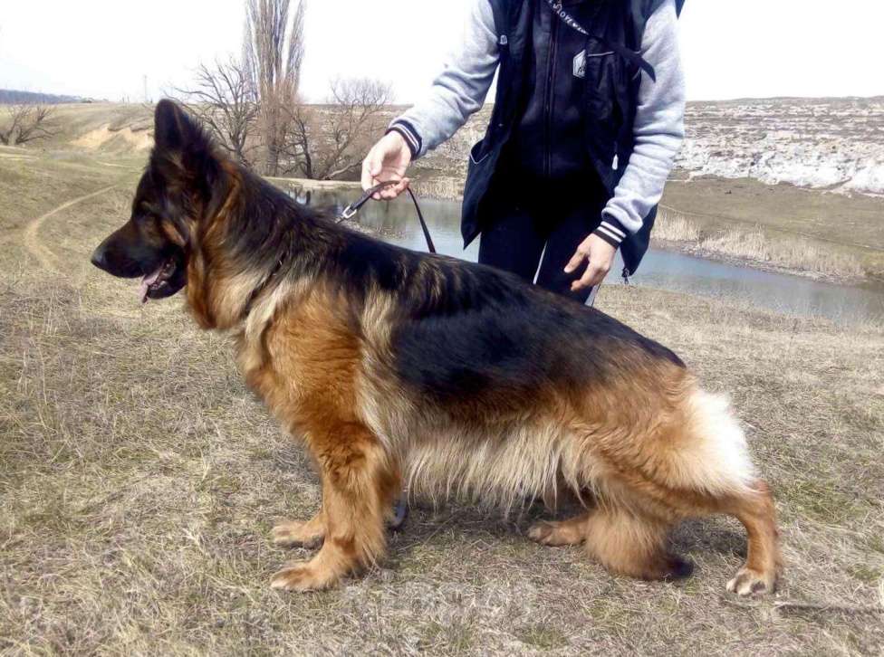 Собаки в Симферополе: Продаются щенки немецкой овчарки длинношерстной Девочка, 30 000 руб. - фото 1