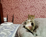 Кошки в Москве: Шотландские котята  Мальчик, 15 000 руб. - фото 3