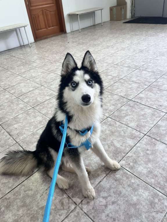 Собаки в Нижнем Тагиле: Отдам хаски в добрые руки Девочка, Бесплатно - фото 1