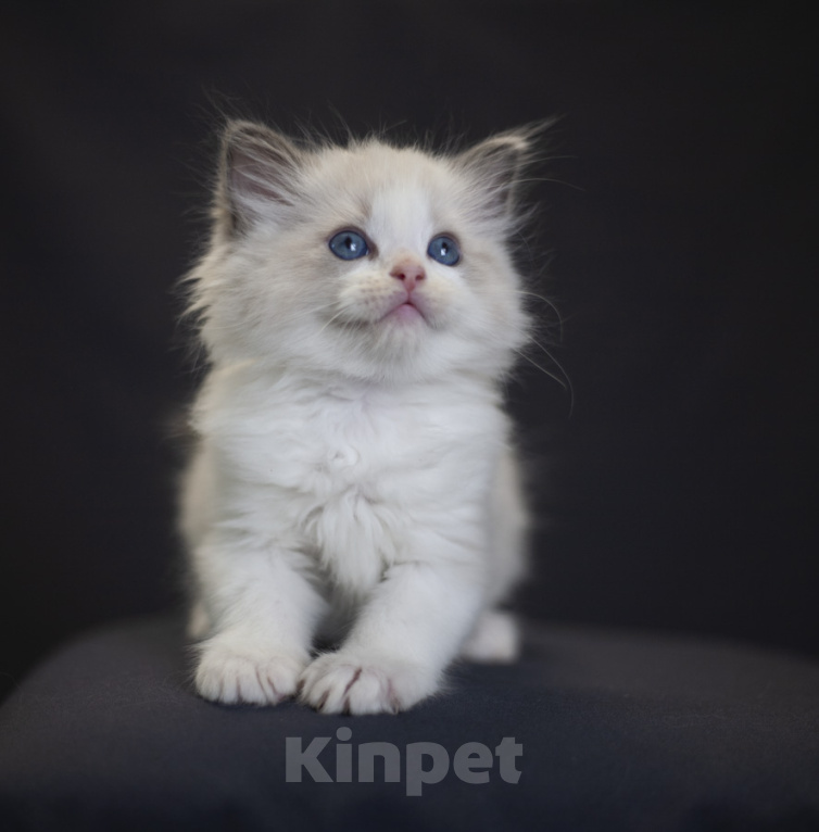 Кошки в Санкт-Петербурге: рэгдолл котенок Девочка, 110 000 руб. - фото 1