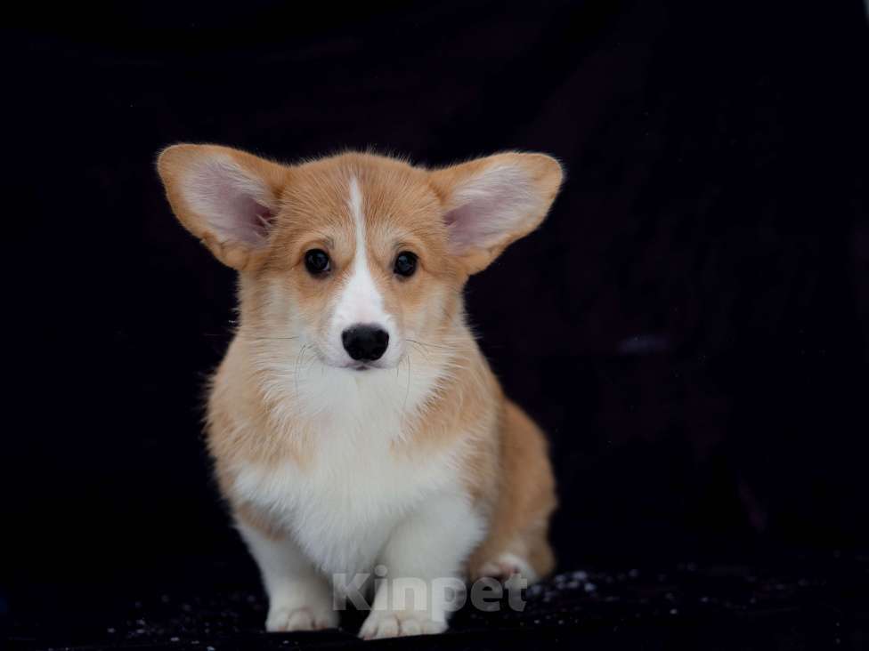 Собаки в Новосибирске: Щенок вельш корги пемброк Девочка, Бесплатно - фото 1