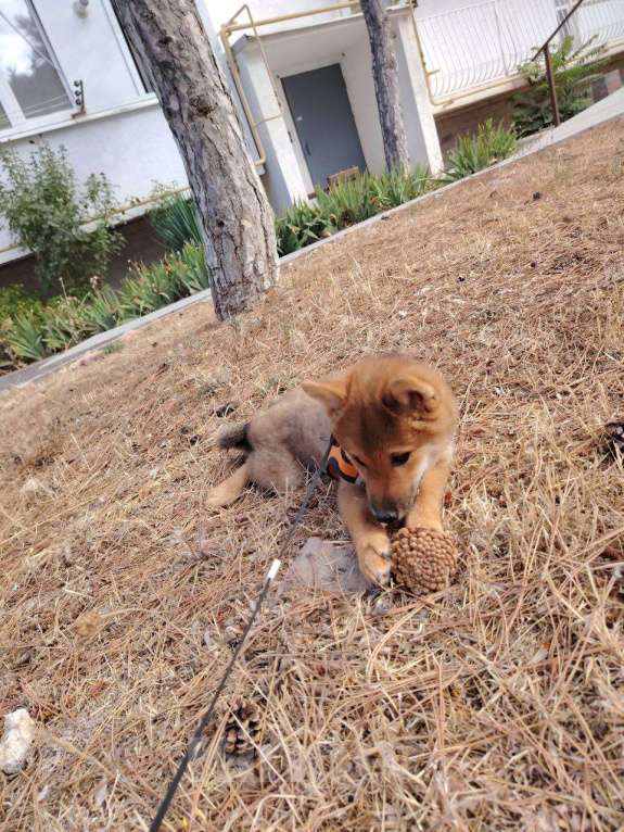 Собаки в Севастополе: Щенок девчуля Сиба Асоби сезам от чемпионов Девочка, Бесплатно - фото 5