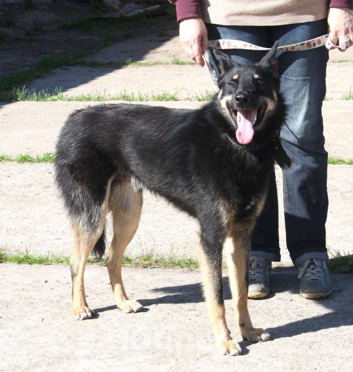 Собаки в Москве: Дружелюбный красавчик Лимончик ищет дом и любимую семью  Мальчик, Бесплатно - фото 4