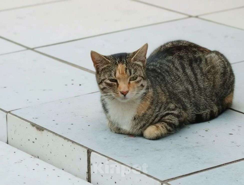 Кошки в Санкт-Петербурге: Бусинка Девочка, Бесплатно - фото 1
