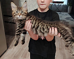 Кошки в Костроме: Красотка Мейн-кун Девочка, 30 000 руб. - фото 10