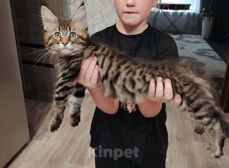 Кошки в Костроме: Красотка Мейн-кун Девочка, 30 000 руб. - фото 10