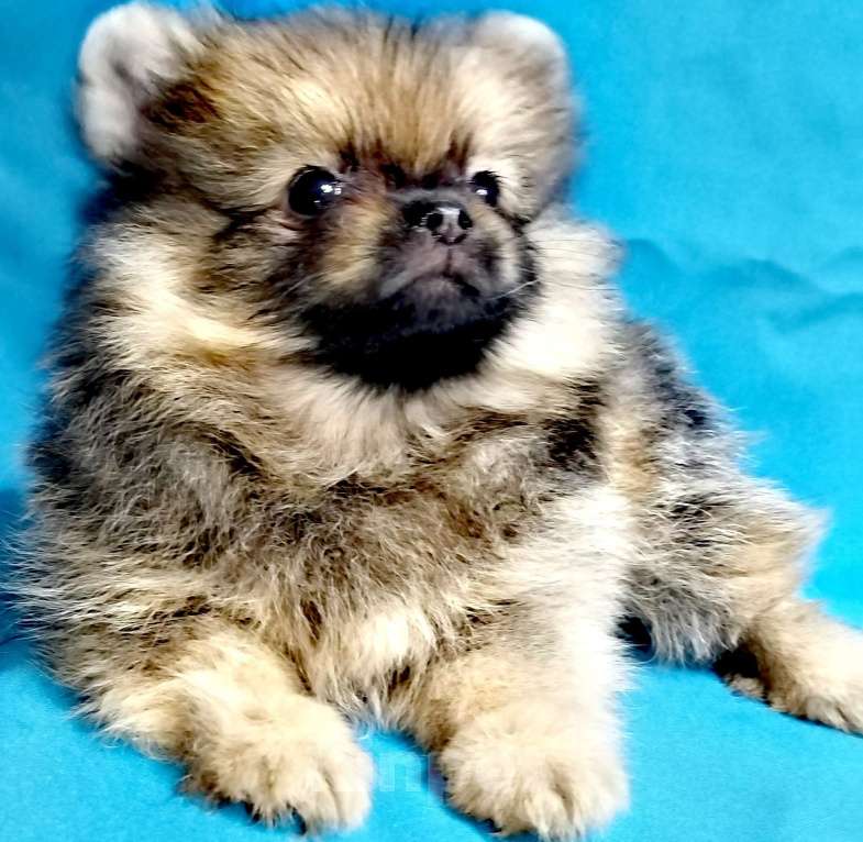 Собаки в Санкт-Петербурге: Шпицемальчик Мальчик, 25 000 руб. - фото 1