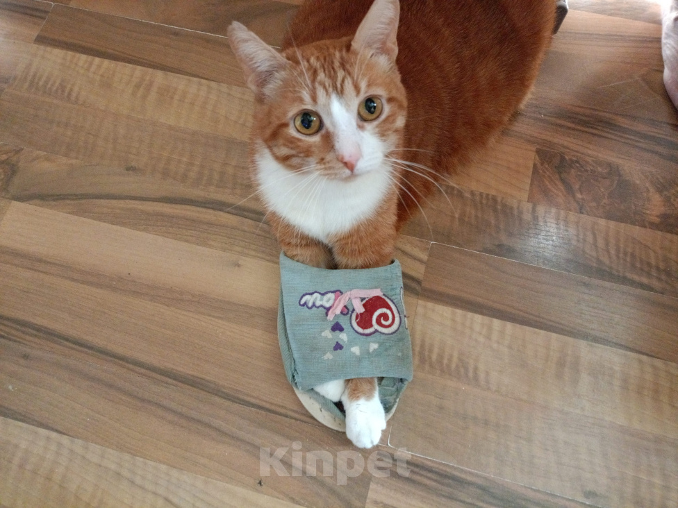 Кошки в Тутаеве: Отдам в добрые руки котика Солнышко Мальчик, Бесплатно - фото 1