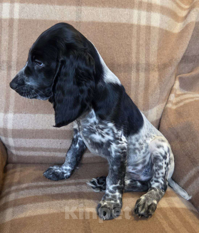 Собаки в Подольске: Щенок русского охотничьего спаниеля Мальчик, Бесплатно - фото 2