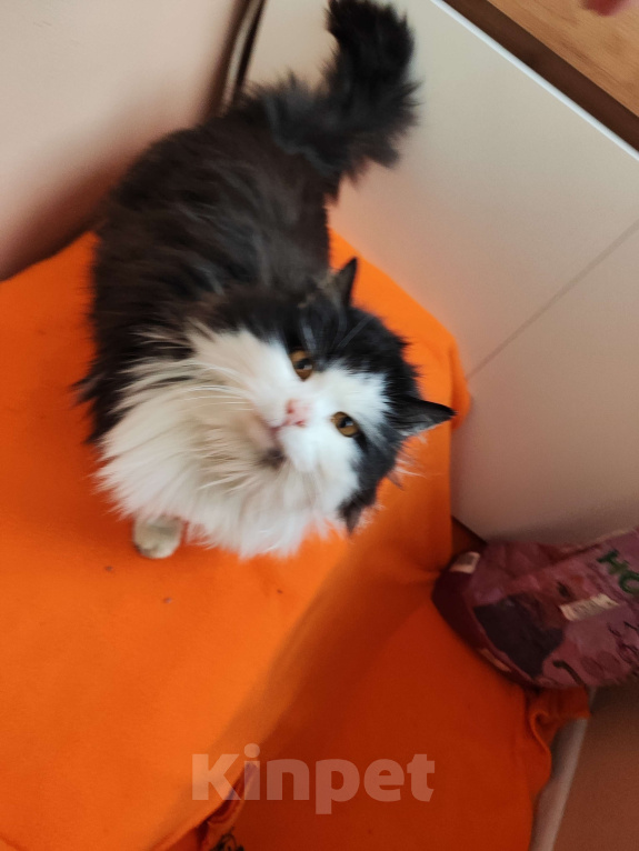 Кошки в Москве: Ласковая кошечка Девочка, Бесплатно - фото 4