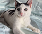 Кошки в Санкт-Петербурге: Ищет дом ласковый котейка Дантес Мальчик, Бесплатно - фото 8