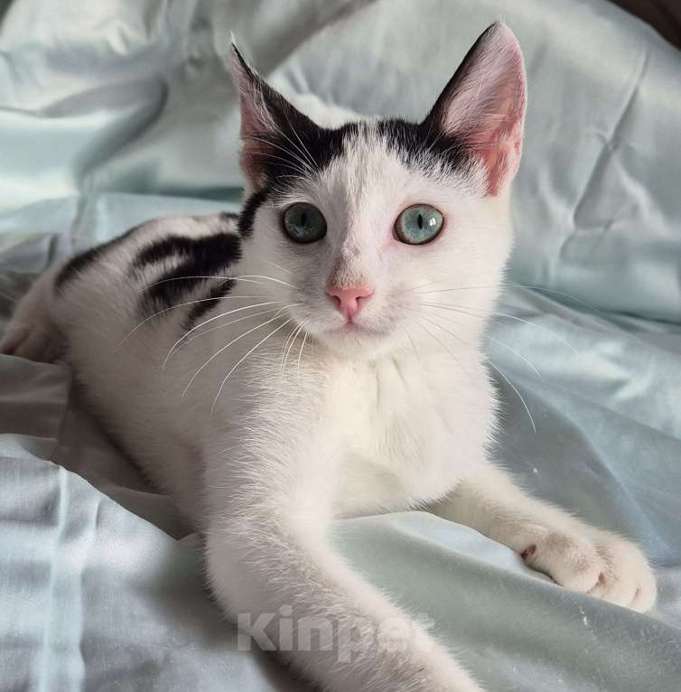 Кошки в Санкт-Петербурге: Ищет дом ласковый котейка Дантес Мальчик, Бесплатно - фото 8