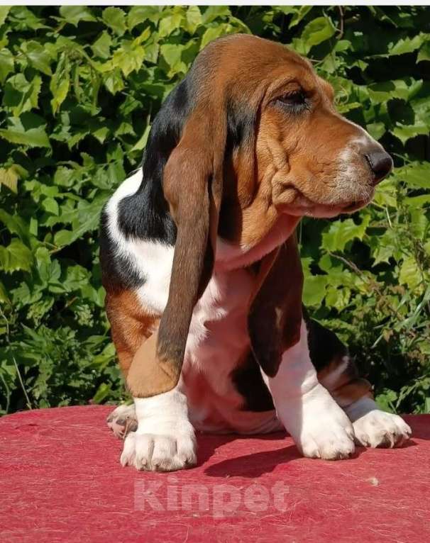 Собаки в Москве: Щенки бассет - хаунда Мальчик, 65 000 руб. - фото 3