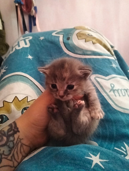 Отдам в добрые руки