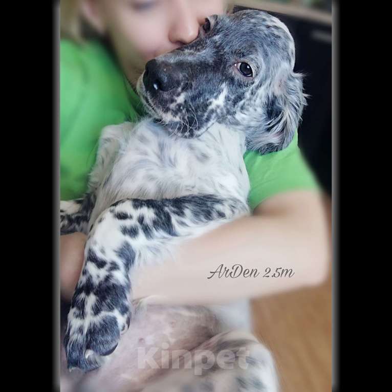 Собаки в Екатеринбурге: АНГЛИЙСКИЕ АРИСТО-СЕТТЕРЫ Девочка, 80 000 руб. - фото 2