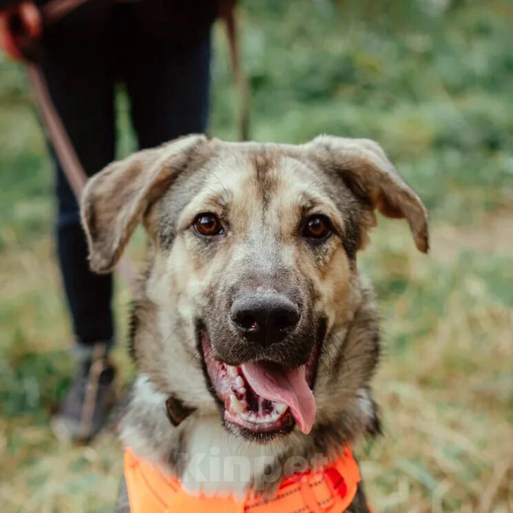 Собаки в Москве: Бэйли Мальчик, Бесплатно - фото 2