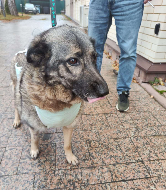 Собаки в Красногорске: Моника ищет тёплый дом и любящую семью Девочка, Бесплатно - фото 1