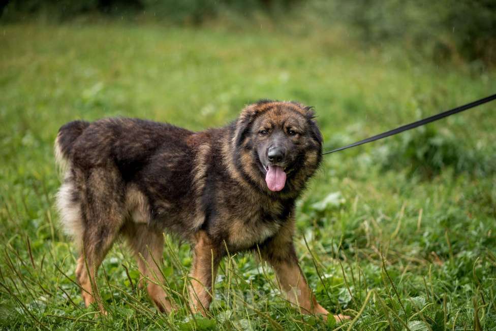 Собаки в Москве: Барни Мальчик, Бесплатно - фото 3