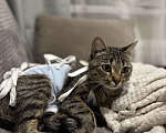 Кошки в Тюмени: Кошечка в добрые руки  Девочка, Бесплатно - фото 3