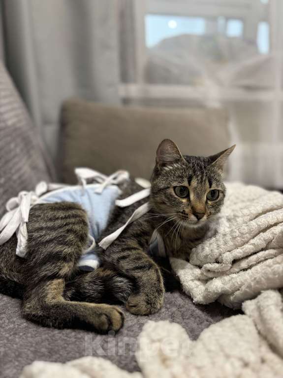 Кошки в Тюмени: Кошечка в добрые руки  Девочка, Бесплатно - фото 3