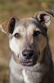 Мэй - забавная собачка совсем юного возраста ждет свою семью в приюте!