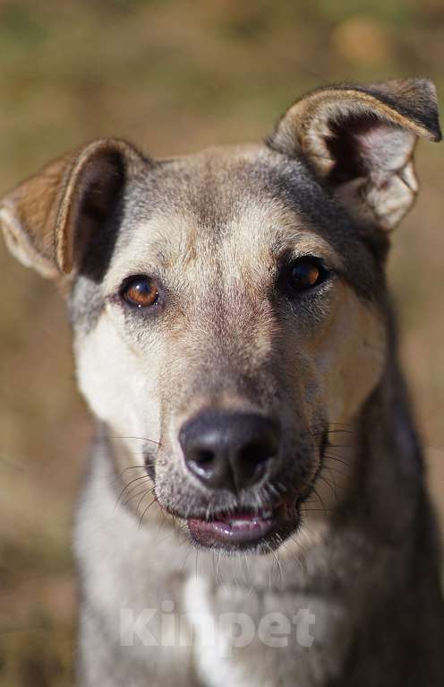 Собаки в Ногинске: Мэй - забавная собачка совсем юного возраста ждет свою семью в приюте! Девочка, Бесплатно - фото 1