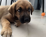 Собаки в Сочи: Щенок-вундеркинд в дар Мальчик, Бесплатно - фото 6