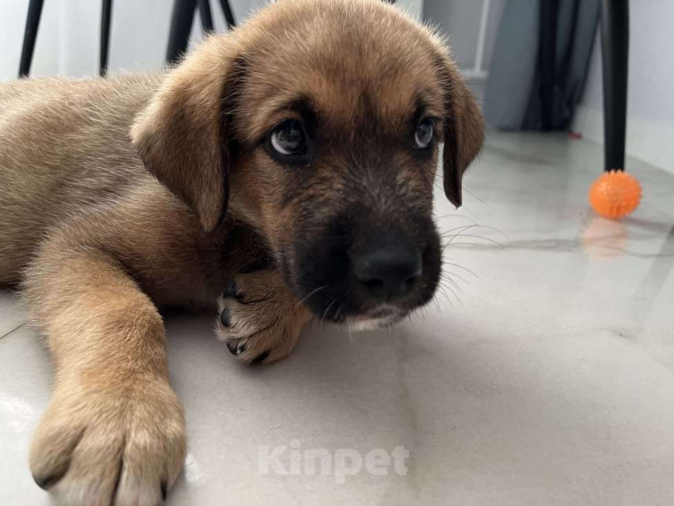 Собаки в Сочи: Щенок-вундеркинд в дар Мальчик, Бесплатно - фото 6