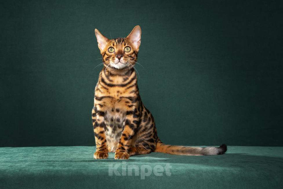 Кошки в Екатеринбурге: Wild Siblings' Eurus - бенгальский кот в разведение! Мальчик, 270 000 руб. - фото 4