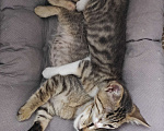 Кошки в Новороссийске: Спасеноши Мальчик, Бесплатно - фото 5