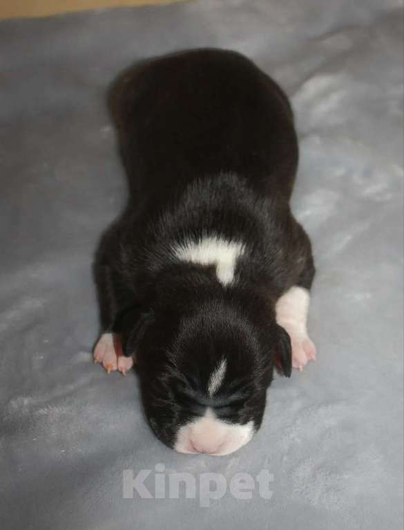 Собаки в Барнауле: Щенки АСТ Мальчик, Бесплатно - фото 4