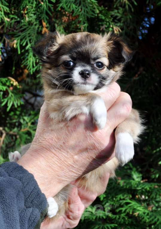 Собаки в Одинцово: Продается очаровательная  девочка-щенок чихуахуа длинношерстной породы! Девочка, 80 000 руб. - фото 1