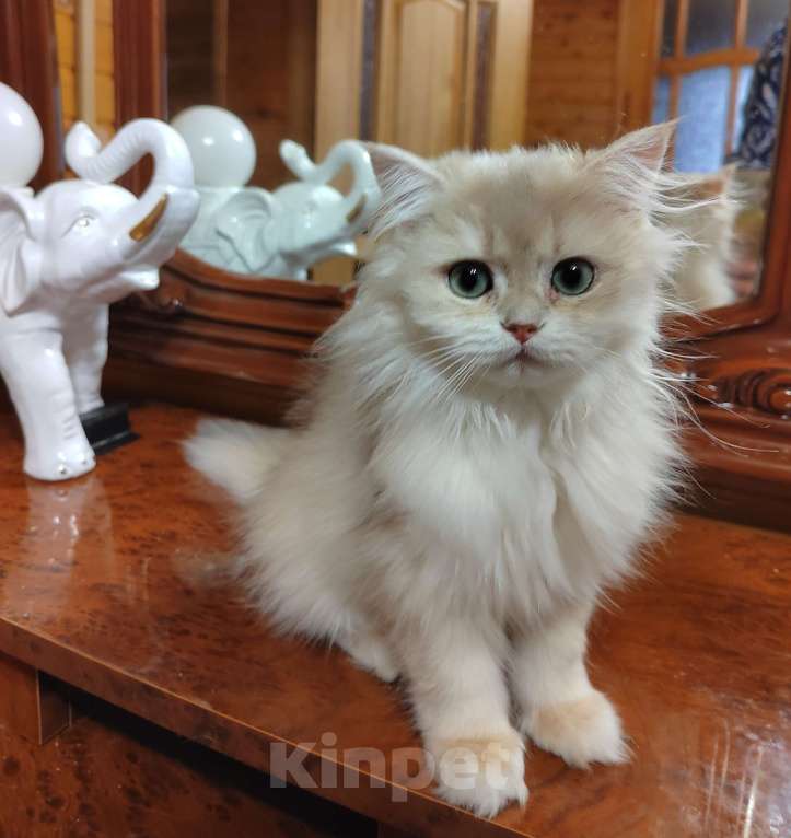 Кошки в Москве: Жемчужинка Джессика, 3 мес, бронь Девочка, 50 000 руб. - фото 1