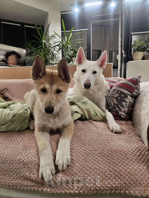 Собаки в Люберцах: Стоимость договорная Мальчик, 20 000 руб. - фото 8