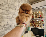 Собаки в Москве: Супер курносый мальчик померанского шпица мишка Мальчик, Бесплатно - фото 1