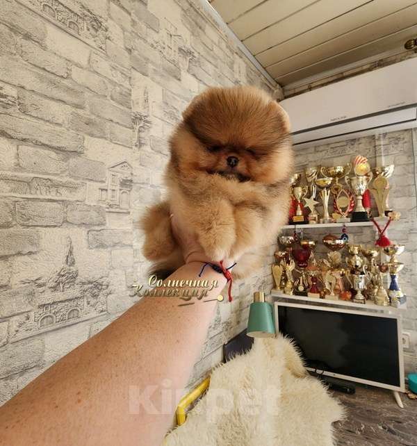 Собаки в Москве: Супер курносый мальчик померанского шпица мишка Мальчик, Бесплатно - фото 1