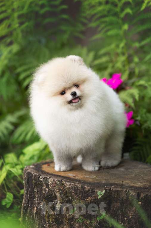 Собаки в Лобне: Девочка  Девочка, 150 000 руб. - фото 5