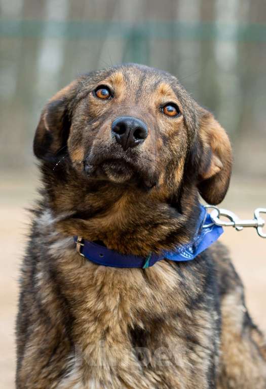 Собаки в Москве: Люсьен. Ноги от ушей Мальчик, 1 руб. - фото 5