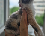 Кошки в Краснодаре: Котёнок-девочка в добрые руки Девочка, Бесплатно - фото 4